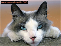 Ecran de Veille ORG Chat Ecran de Veille ORG Chat
