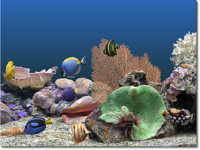 Marine Aquarium Marine Aquarium