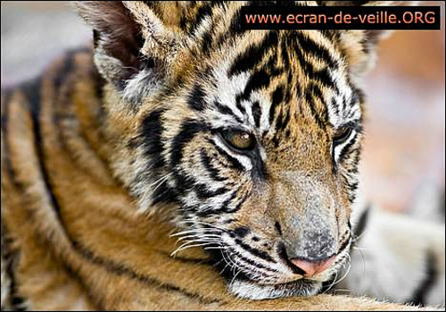Télécharger Animaux EV Télécharger Animaux EV