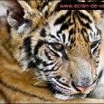 Des images d’animaux domestiques ou sauvages inédites et de qualité...