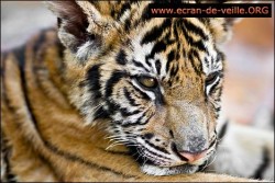 Animaux EV <a style="padding: 2px 5px 2px 5px; color: #fff; background-color: #7FAF01;" href="http://www.lelogicielgratuit.com/download/animal/">animal</a> <a style="padding: 2px 5px 2px 5px; color: #fff; background-color: #7FAF01;" href="http://www.lelogicielgratuit.com/download/animaux-2/">animaux</a> <a style="padding: 2px 5px 2px 5px; color: #fff; background-color: #7FAF01;" href="http://www.lelogicielgratuit.com/download/economiseur-decran/">économiseur d'écran</a> <a style="padding: 2px 5px 2px 5px; color: #fff; background-color: #7FAF01;" href="http://www.lelogicielgratuit.com/download/ecran-de-veille/">écran de veille</a> <a style="padding: 2px 5px 2px 5px; color: #fff; background-color: #7FAF01;" href="http://www.lelogicielgratuit.com/download/screen-saver/">screen saver</a> <a style="padding: 2px 5px 2px 5px; color: #fff; background-color: #7FAF01;" href="http://www.lelogicielgratuit.com/download/screensaver/">screensaver</a>