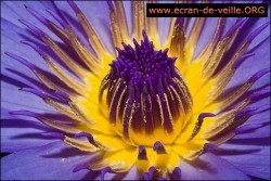 Fleur EV <a style="padding: 2px 5px 2px 5px; color: #fff; background-color: #7FAF01;" href="http://www.lelogicielgratuit.com/download/ecran-de-veille/">écran de veille</a> <a style="padding: 2px 5px 2px 5px; color: #fff; background-color: #7FAF01;" href="http://www.lelogicielgratuit.com/download/ecran-de-veille-fleur/">ecran de veille fleur</a> <a style="padding: 2px 5px 2px 5px; color: #fff; background-color: #7FAF01;" href="http://www.lelogicielgratuit.com/download/ecran-veille/">ecran veille</a> <a style="padding: 2px 5px 2px 5px; color: #fff; background-color: #7FAF01;" href="http://www.lelogicielgratuit.com/download/ecran-veille-fleur/">ecran veille fleur</a> <a style="padding: 2px 5px 2px 5px; color: #fff; background-color: #7FAF01;" href="http://www.lelogicielgratuit.com/download/fleur/">fleur</a> <a style="padding: 2px 5px 2px 5px; color: #fff; background-color: #7FAF01;" href="http://www.lelogicielgratuit.com/download/screen-saver/">screen saver</a> <a style="padding: 2px 5px 2px 5px; color: #fff; background-color: #7FAF01;" href="http://www.lelogicielgratuit.com/download/screen-saver-fleur/">screen saver fleur</a> <a style="padding: 2px 5px 2px 5px; color: #fff; background-color: #7FAF01;" href="http://www.lelogicielgratuit.com/download/screensaver/">screensaver</a> <a style="padding: 2px 5px 2px 5px; color: #fff; background-color: #7FAF01;" href="http://www.lelogicielgratuit.com/download/screensaver-fleur/">screensaver fleur</a>