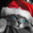 Amoureux des animaux ce site est fait pour vous. Ce...